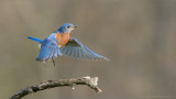 Eastern Bluebird in Flight 