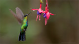 Fiery-throated Hummingbird in Flight