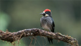 Acorn Woodpecker in some Rain!