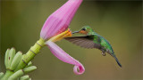 Green-crowned Brilliant Feeding in Flight