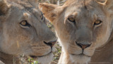 Female Lions