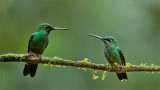 Green-crowned Brilliants Male and Female 