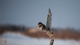Short-eared Owl Lift Off