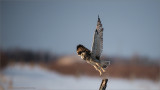 Short-eared Owl Lift Off 