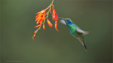 Green Violet-ear in Flight