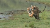 Tigers on the Run 