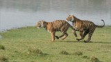 Tigers on the Run - 2
