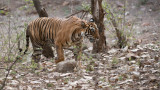 Royal Bengal Tiger - Noor T39 