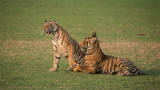 Tigers in Play