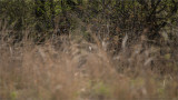 Tiger in the Grass