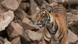 Royal Bengal Tiger Looking Up!