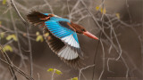 White-collared Kingfisher in Flight