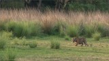Royal Bengal Tiger in the Long Grass