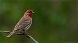 House finch