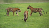 Tigers about to Fight
