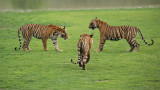 Tigers about to Fight 