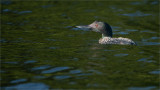 Common Loon