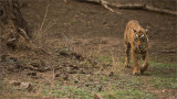 Royal Bengal Tiger Cub of T19