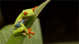 Red-eyed Tree Frog