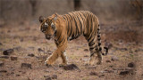 Royal Bengal Tiger - Cub of T19 Krishna