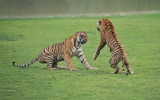 Royal Bengal Tigers in Battle