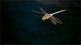 Dragonfly in Flight 