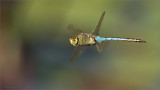 Dragonfly in Flight