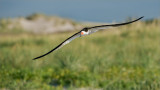 Black Skimmer in Flight