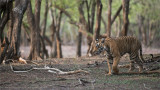 Royal Bengal Tiger