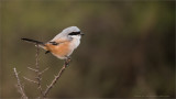 Long Tailed Shrike in India 