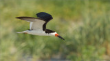 Black Skimmer in Flight