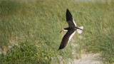 Black Skimmer in Flight  