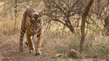  Royal Bengal Tiger Hunting 