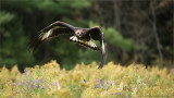 Golden Eagle in Flight