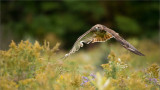 Red-tailed Hawk in Flight   (Falconers bird)