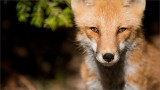 Red Fox