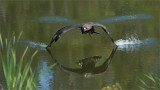 Golden Eagle in Flight