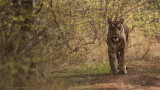 Royal Bengal Tiger Hunting