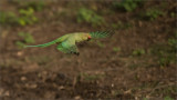 Rose-ringed parakeet