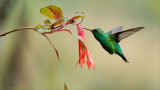 Western Emerald
