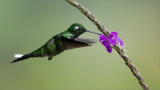 Purple-bibbed Whitetip