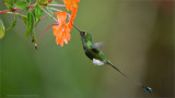 Booted Racket-tail