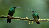 Green-crowned Brilliant Family