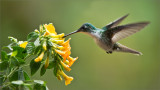 Andean Emerald