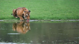 Tiger Female preparing for a Fight 