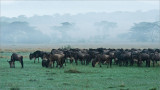 Wildebeest in the Fog