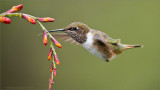 Volcano Hummingbird in Flight