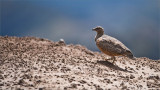 Seedsnipe in Ecuador - 13,000 ft.