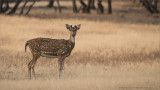 Spotted Deer in India