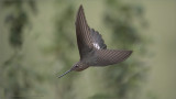 Giant Hummingbird
